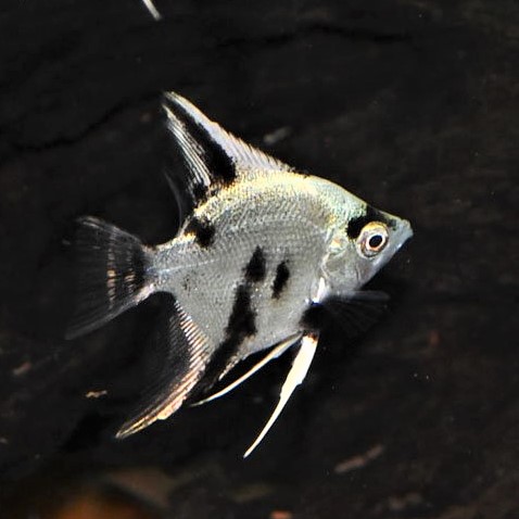 Maanvis panda L